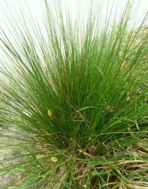 濕地植物篇——燈心草