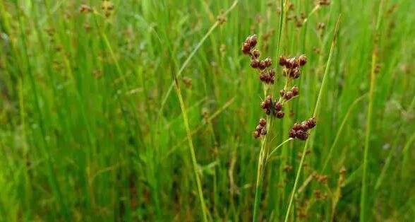 濕地植物篇——燈心草